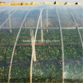 Multi-span Plastic Film Covering Light Tomato Greenhouse